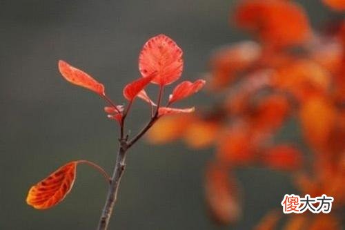 儿女能在合适的年龄里成家，是所有为人父母最殷切的期盼