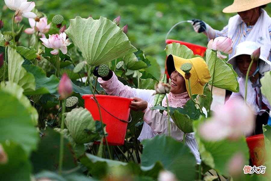 安徽望江：荷花池中喜丰收 盛夏时节采莲忙